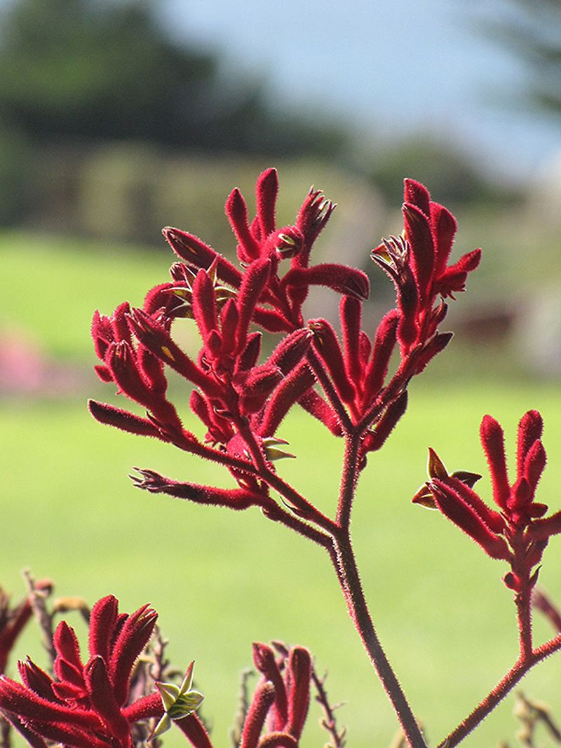 Kangaroo Paw Adds Bold Long-Lasting Color