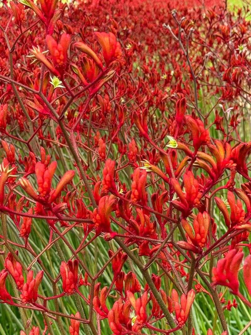 Kangaroo Paw