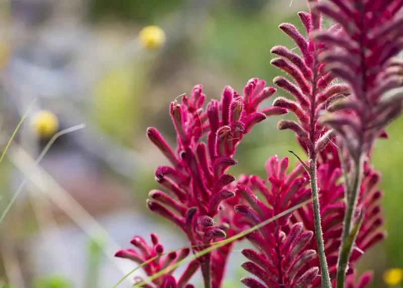 Kangaroo Paw