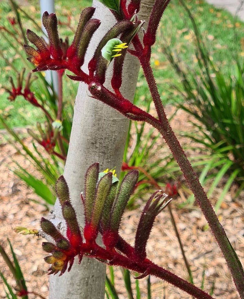 Kangaroo Paws