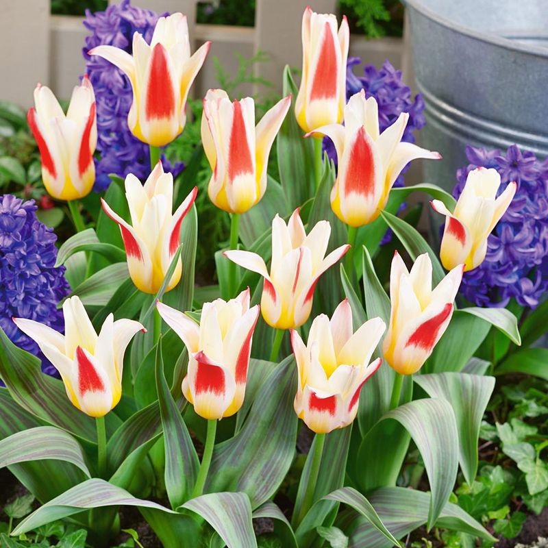 Kaufmanniana Tulips (Tulipa Kaufmanniana Hybrids)