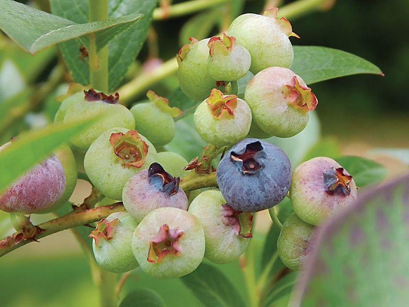 Keep Ash Away From Blueberries