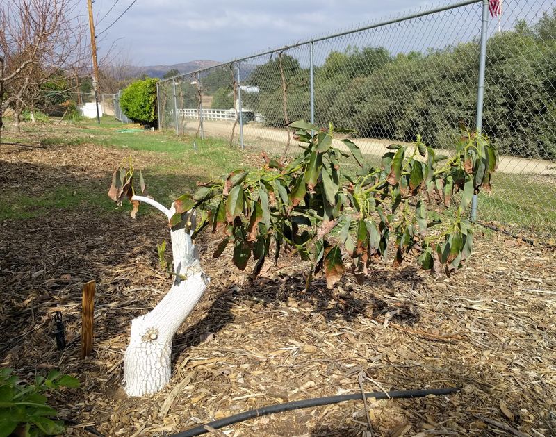 Keep Avocado Trees Compact And Wind Ready Keep Avocado Trees Compact And Wind Ready