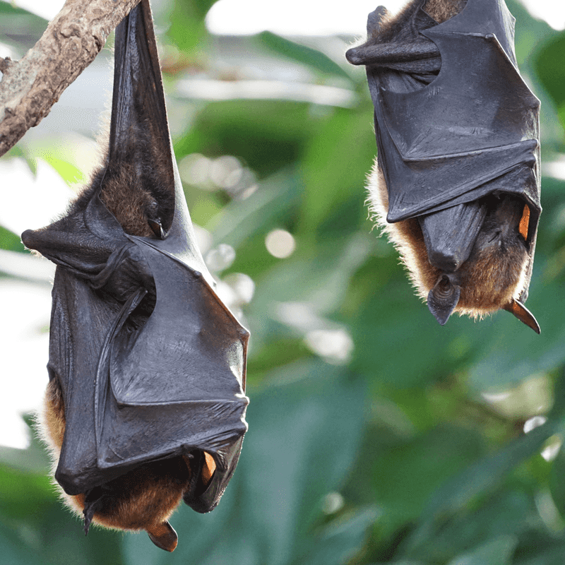 Keep Bats Outside The House, Not Out Of The Yard