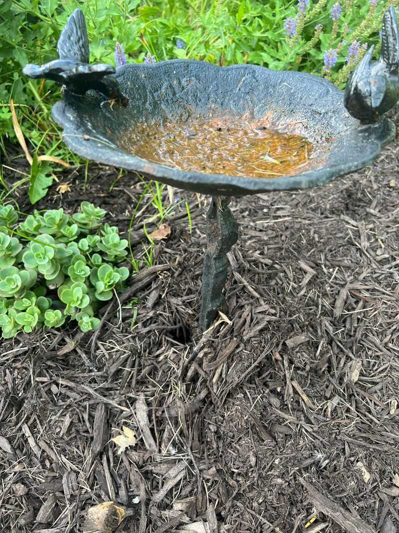 Keep Bird Baths Clean For Safer Sips