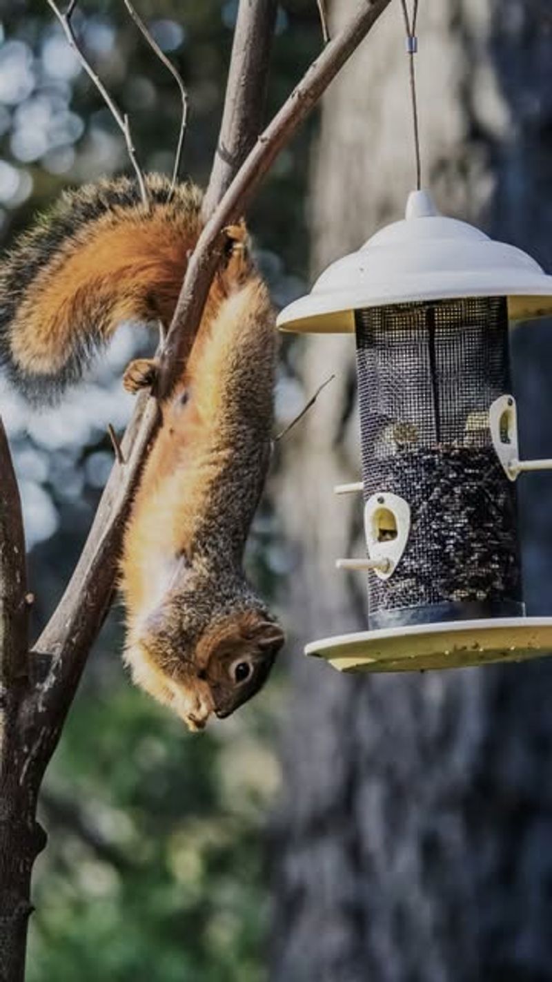 Keep Bird Feeders From Creating Rodent Hotspots
