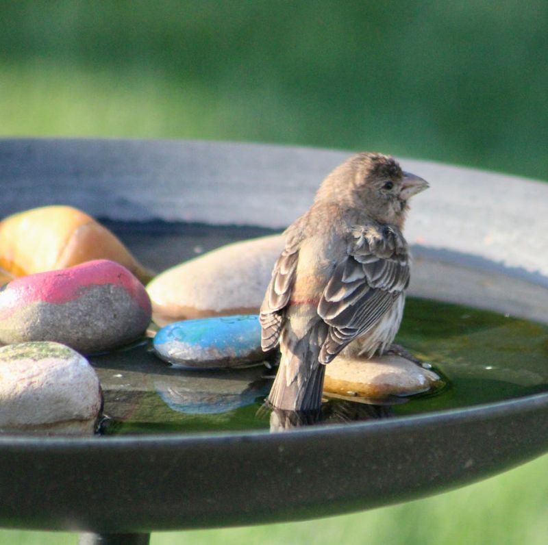Keep Birdbath Water Shallow