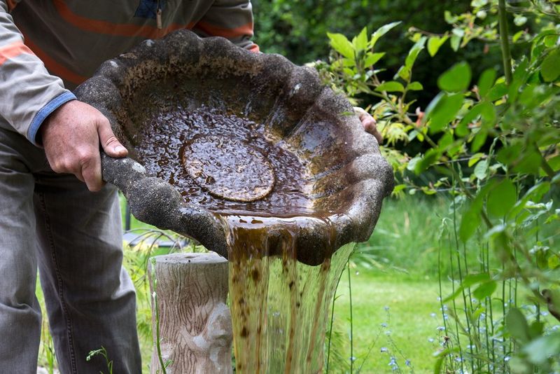 Keep Birdbaths And Water Dishes Clean Keep Birdbaths And Water Dishes Clean