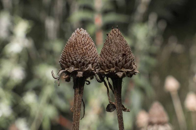 Keep Black-Eyed Susan Cones Standing After The Flowers Fade