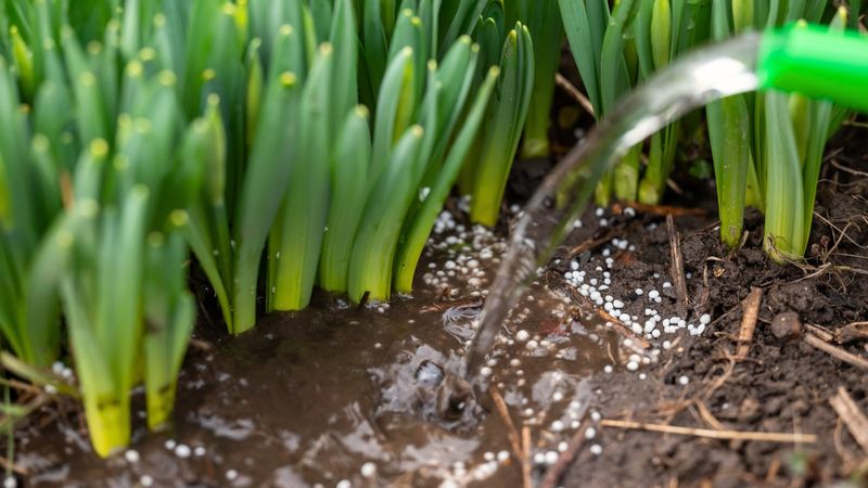 Avoid Salt Water In The Garden