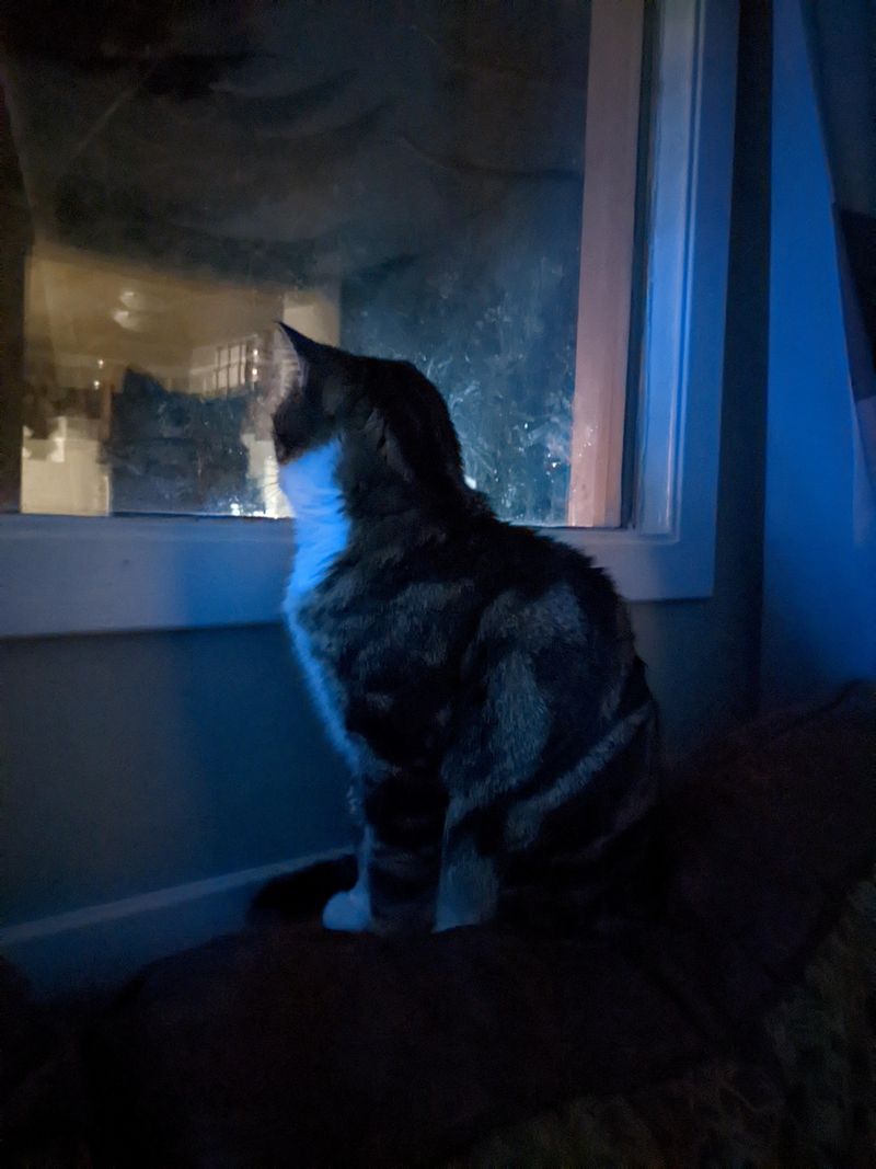 Keep Cats Indoors At Night