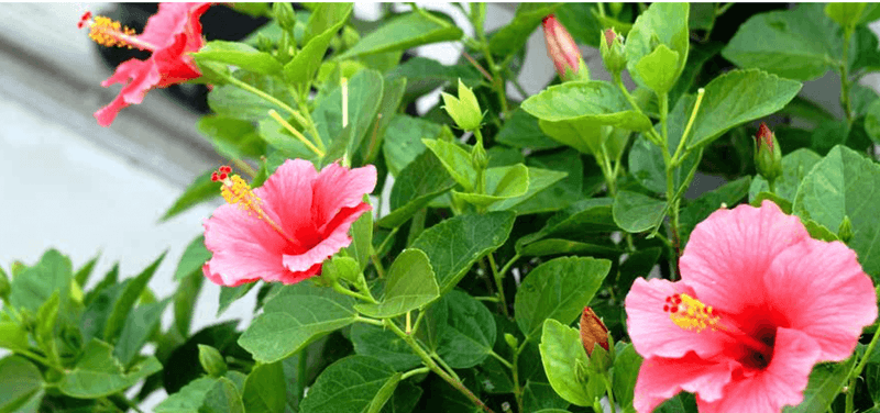Keep Central Florida Roots Evenly Moist