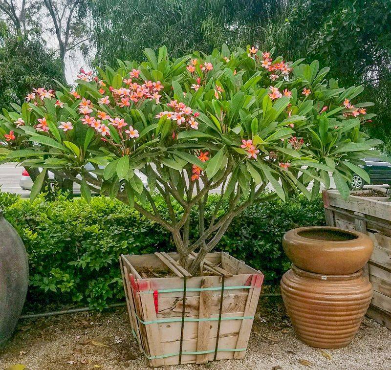 Keep Containers From Sitting In Summer Rain