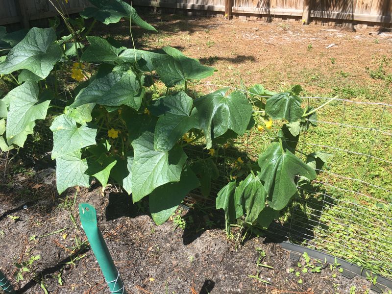 Keep Cucumbers Out Of Windy Open Spots