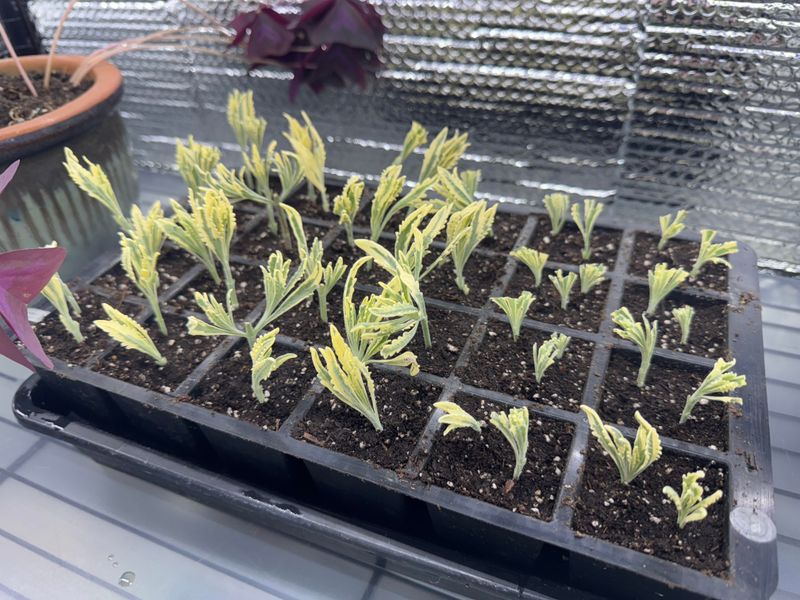Keep Cuttings In Bright Indirect Light Keep Cuttings In Bright Indirect Light