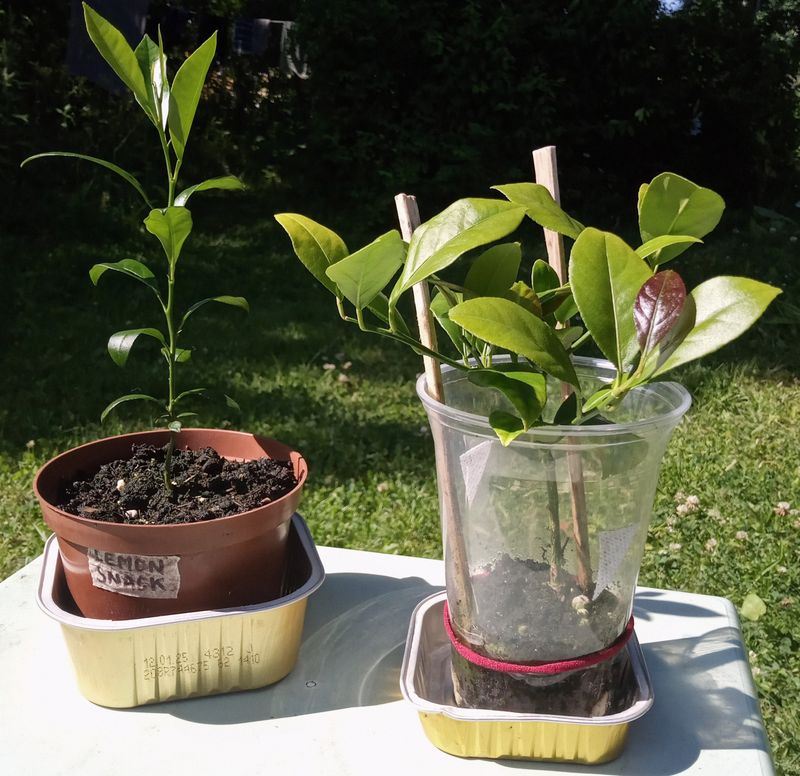 Keep Cuttings In Bright Shade During Early Rooting Keep Cuttings In Bright Shade During Early Rooting