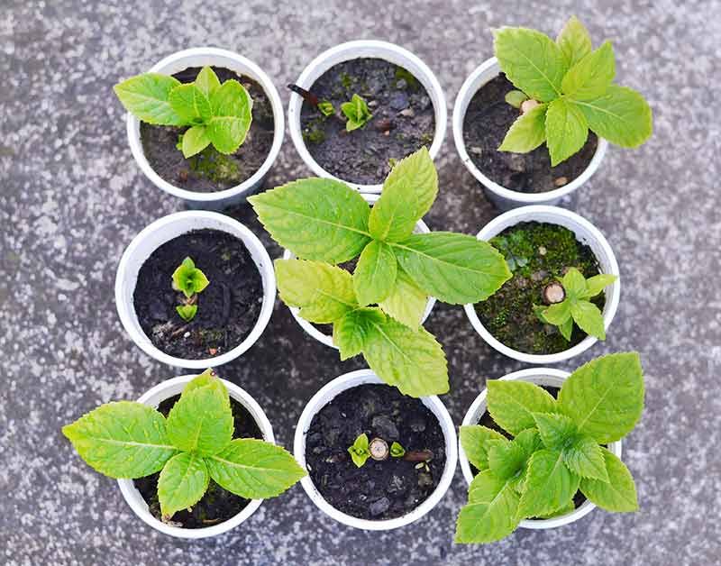 Keep Cuttings In Bright Shade Instead Of Full Sun Keep Cuttings In Bright Shade Instead Of Full Sun