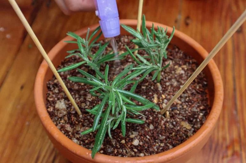 Keep Cuttings Moist But Not Waterlogged