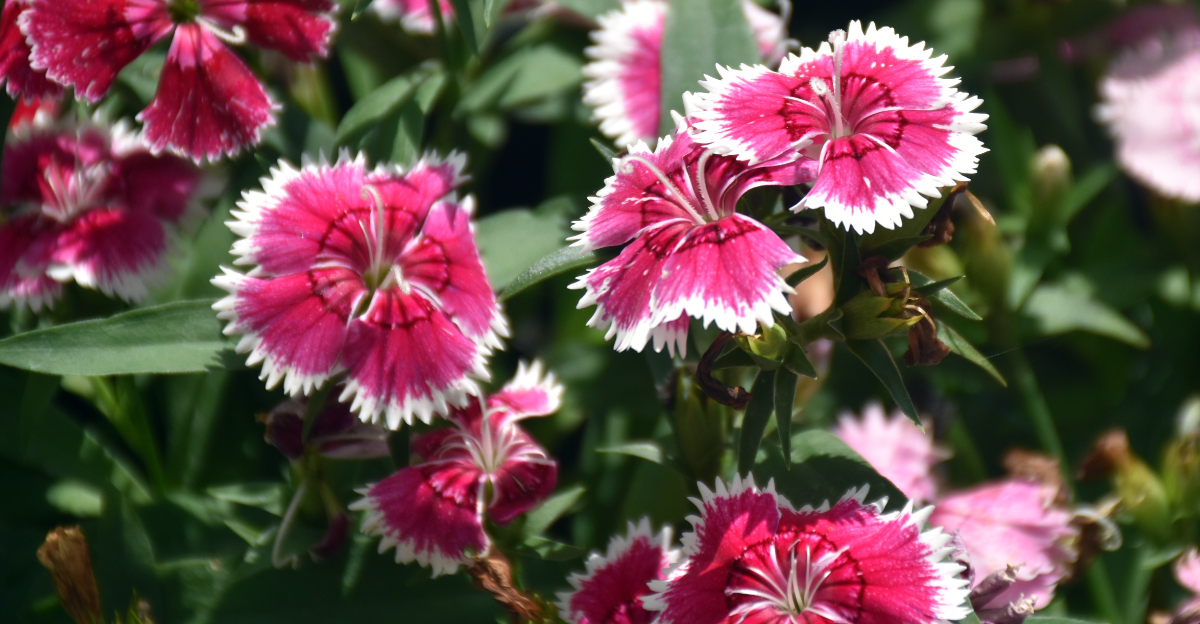dianthus