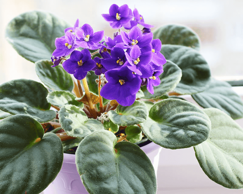 Keep Drafts Away From Your Plants
