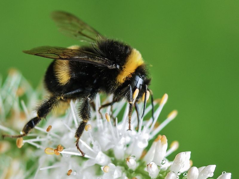 Keep Dusts Away From Bees