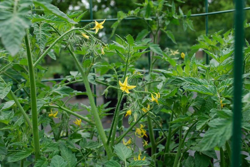 Keep Enough Foliage To Shield The Fruit