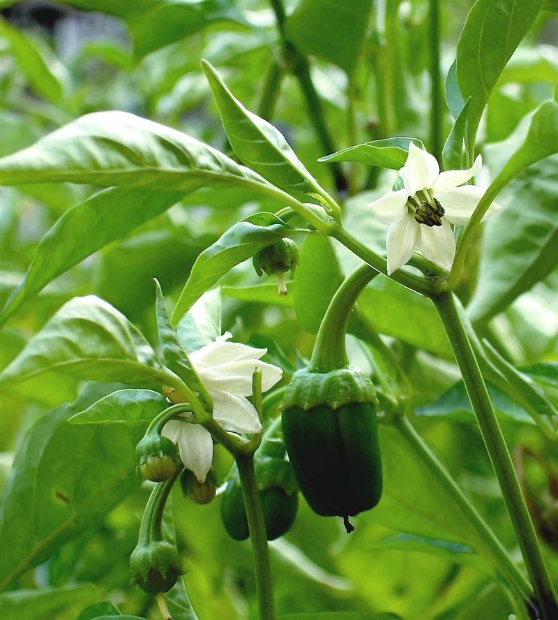 Keep Enough Leaves To Shield Pepper Fruit Keep Enough Leaves To Shield Pepper Fruit