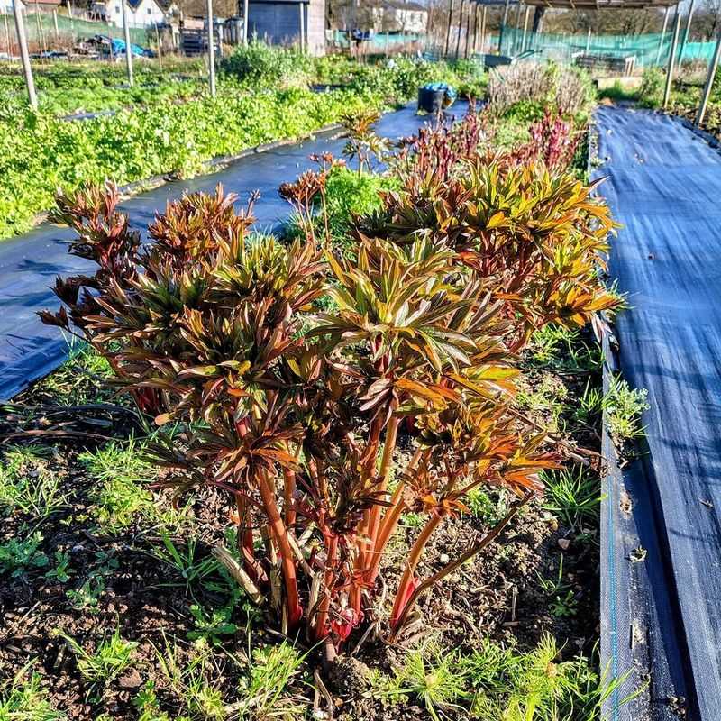 Keep Foliage Healthy