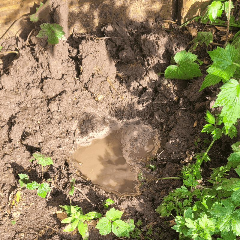 Keep Foot Traffic Off Damp Garden Soil