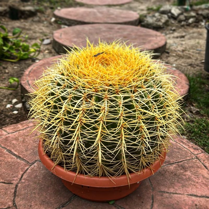 Keep Golden Barrel Cactus In A Dry Pot