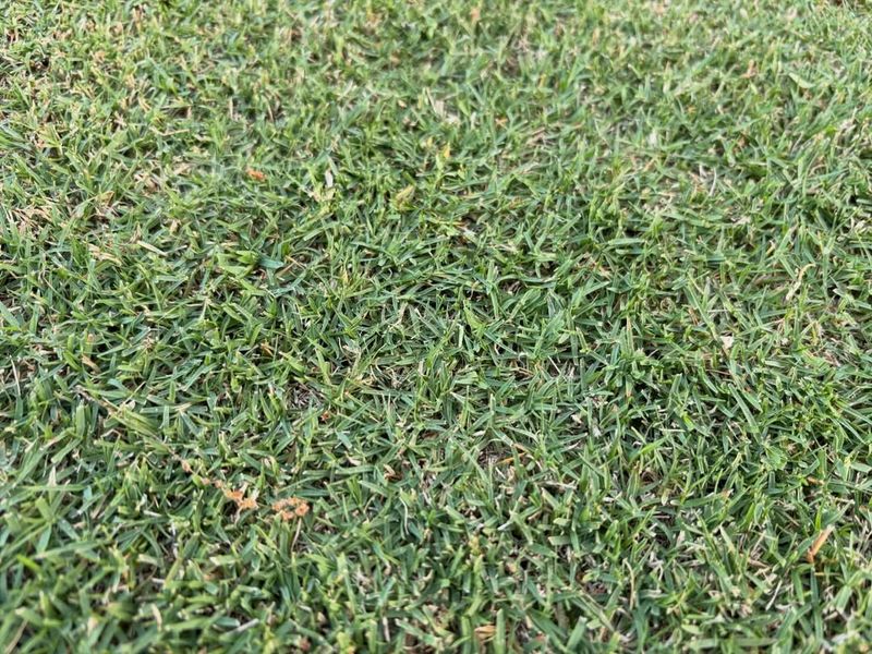 Keep Grass Roots Thick And Healthy Keep Grass Roots Thick And Healthy