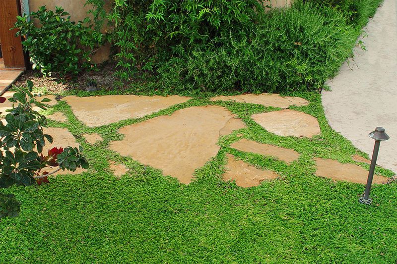 Keep Groundcovers And Low Plants Trimmed Near Seating Areas