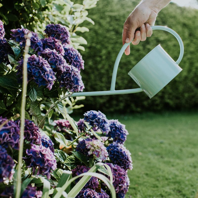 Keep High Water Hogs Like Hydrangeas Away Keep High Water Hogs Like Hydrangeas Away