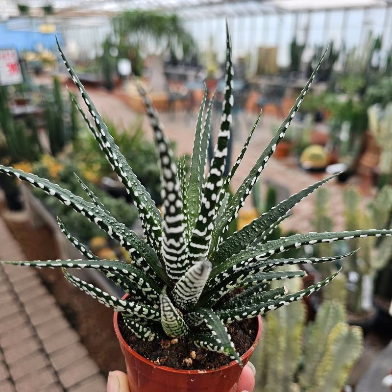 Keep It Away From Cold Windowsills In Winter