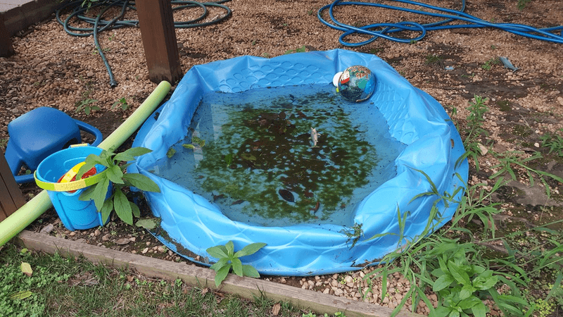 Keep Kiddie Pools And Pet Bowls Fresh