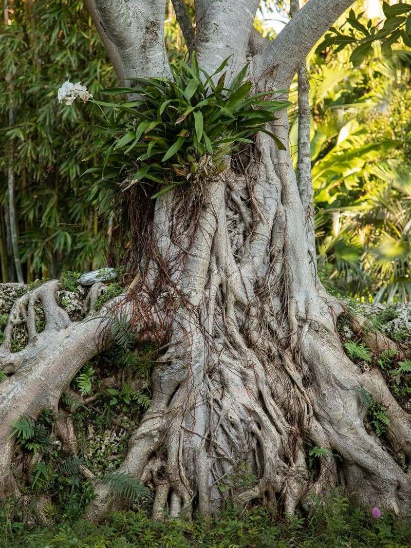 Keep Large Ficus Trees Far From Pool Structures
