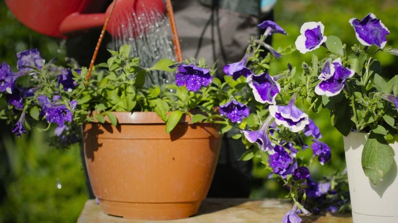 Keep Leaves Drier To Avoid Trouble In Humid Weather