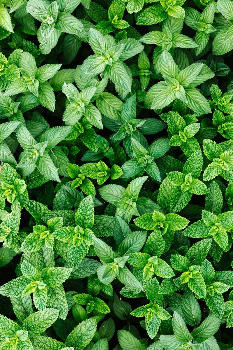 Keep Mint In A Pot