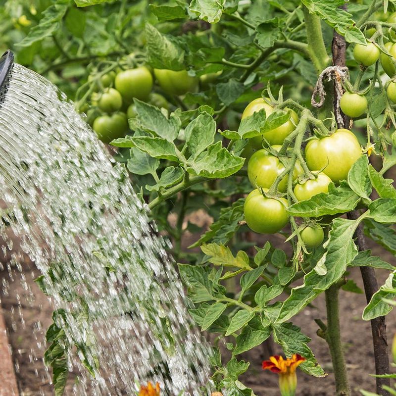 Keep Moisture Steady While Fruit Starts Forming