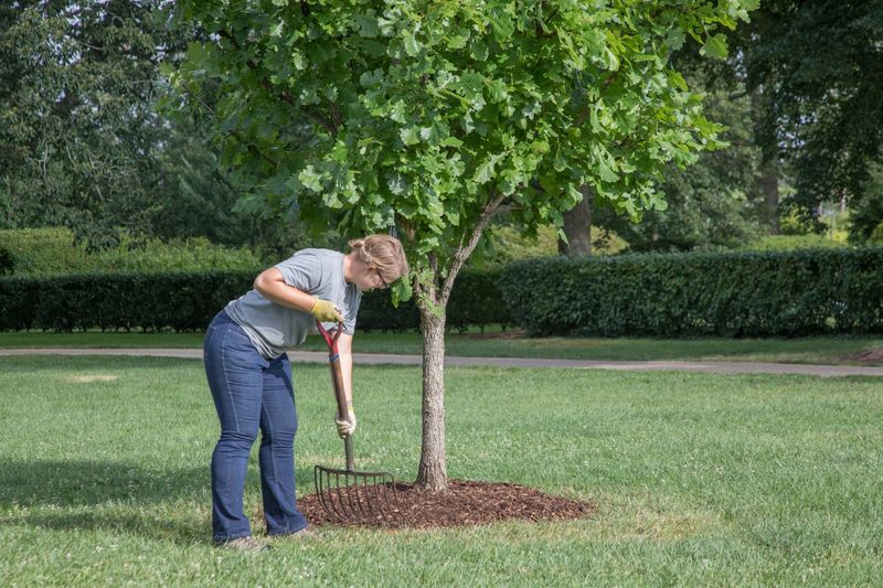 Keep Mulch Away From Trunks, Stems, And Crowns