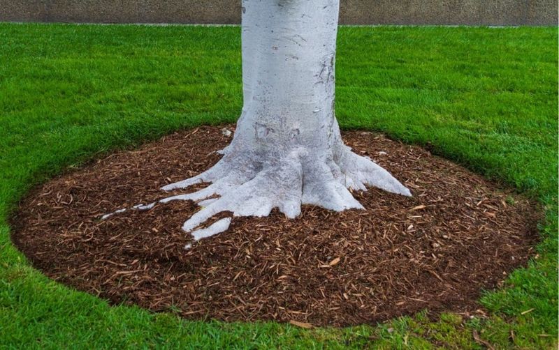 Keep Mulch Off Trunks And Stems Keep Mulch Off Trunks And Stems