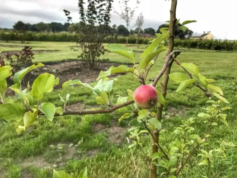 Keep Only The Strongest Fruit On Weak Limbs