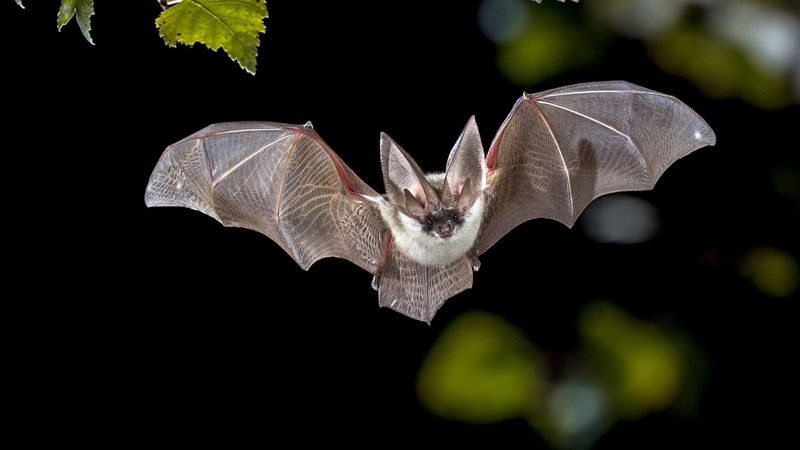 Keep Pesticides Away From Bat Friendly Plantings Keep Pesticides Away From Bat Friendly Plantings