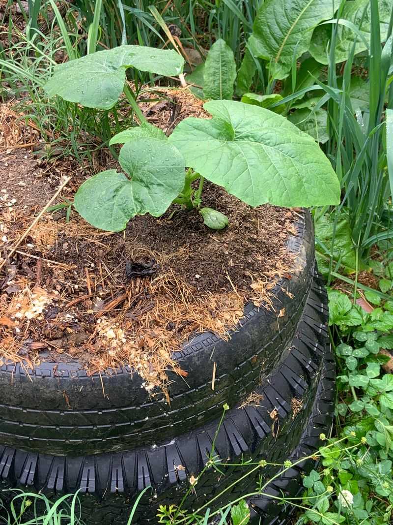 Keep Pet Waste Out Of Food Gardens
