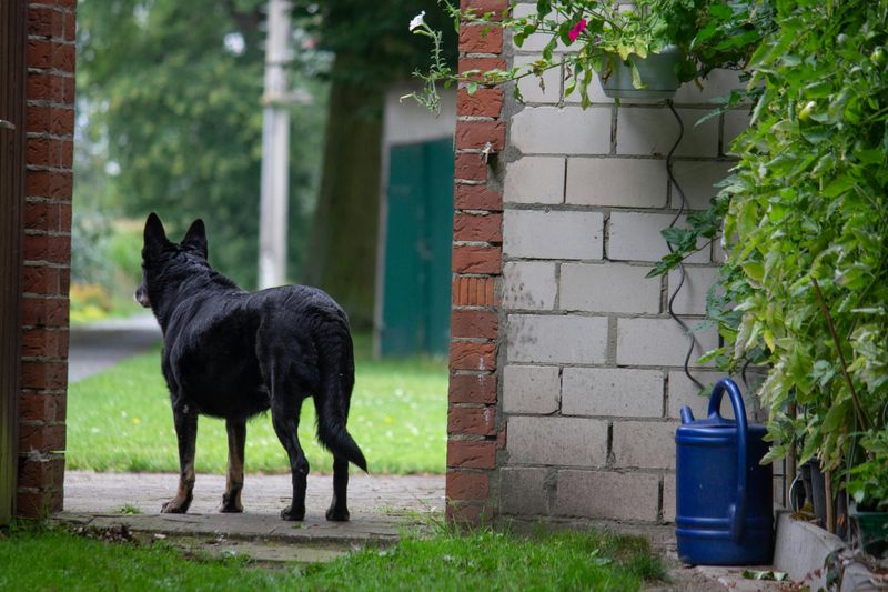 Keep Pets Safe From Late-Night Encounters