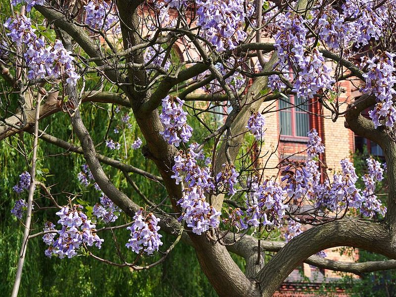 Keep Princess Tree Away From Ohio Yards
