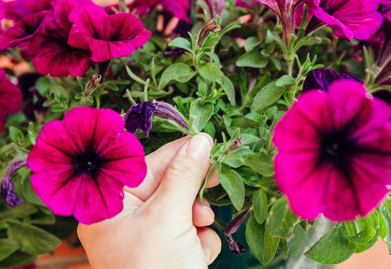 Keep Removing Faded Flowers Through The Growing Season