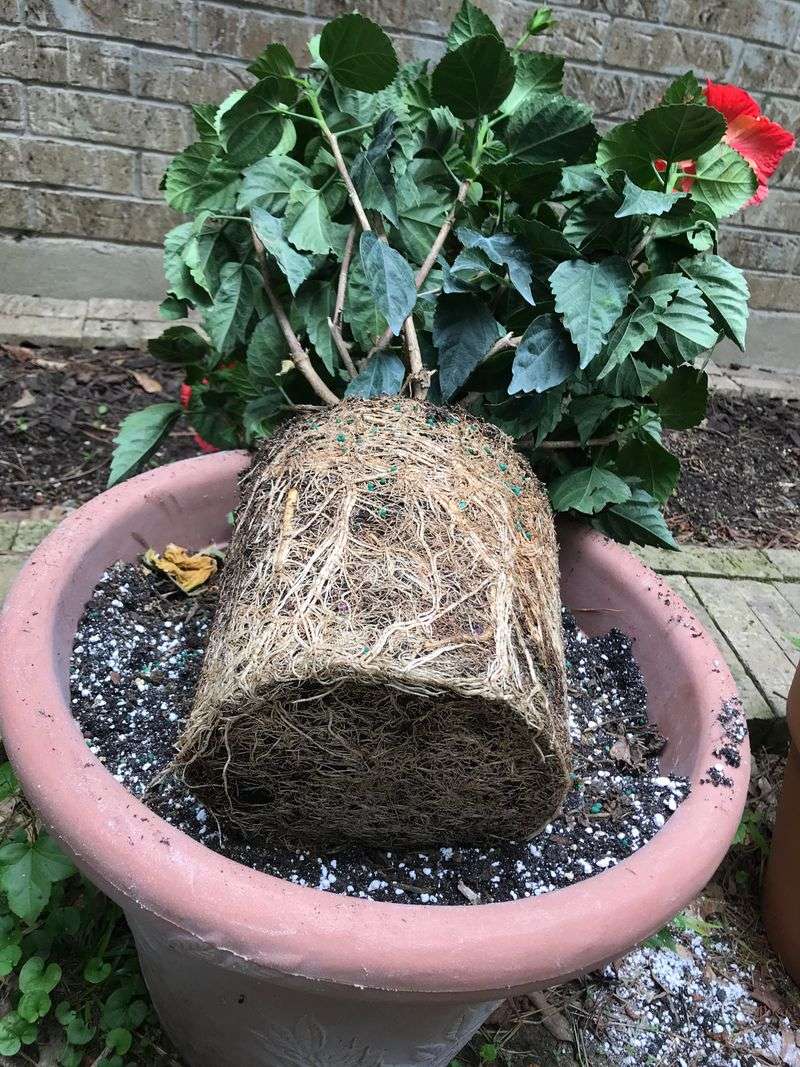 Keep Roots Happy In Pots Or Soil