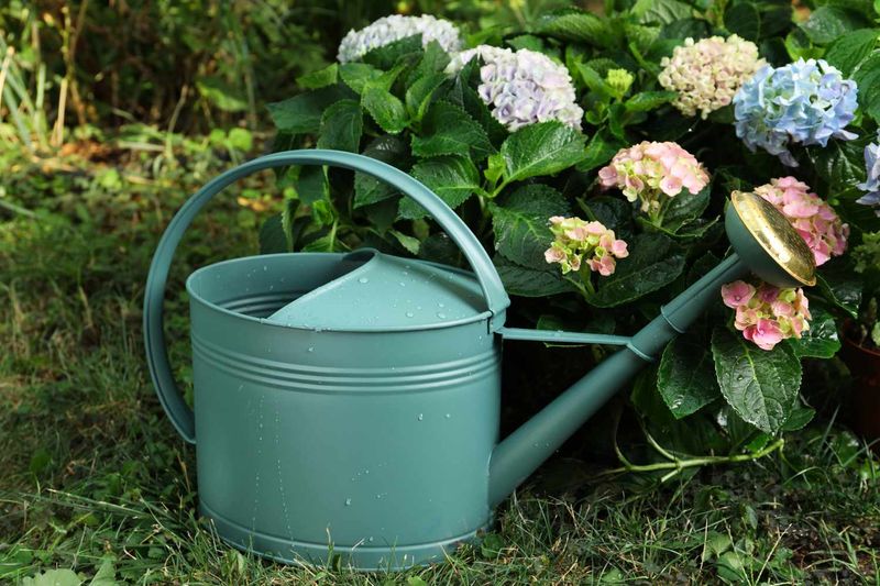Keep Roots Moist, Not Waterlogged