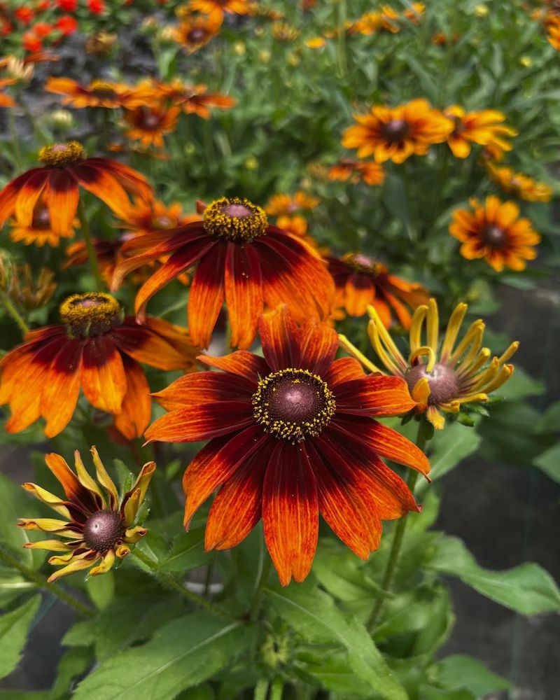 Keep Rudbeckia From Getting Mildew Trouble